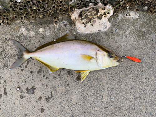 ショゴの釣果