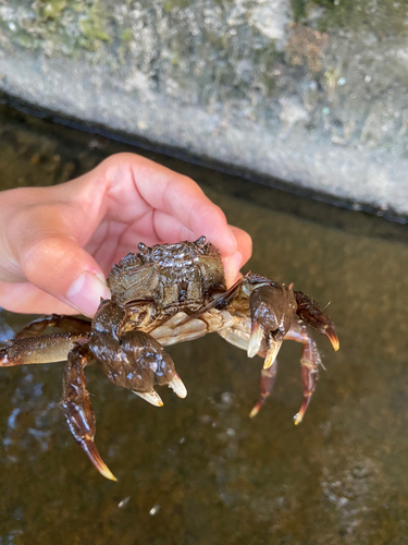 モクズガニの釣果