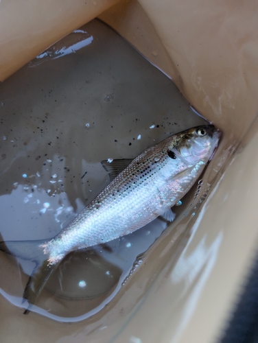 コノシロの釣果