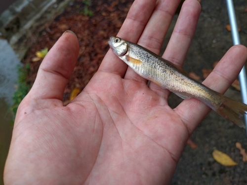 アブラハヤの釣果