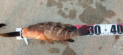 アコウの釣果