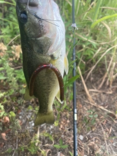 ブラックバスの釣果