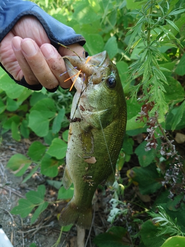 ブラックバスの釣果