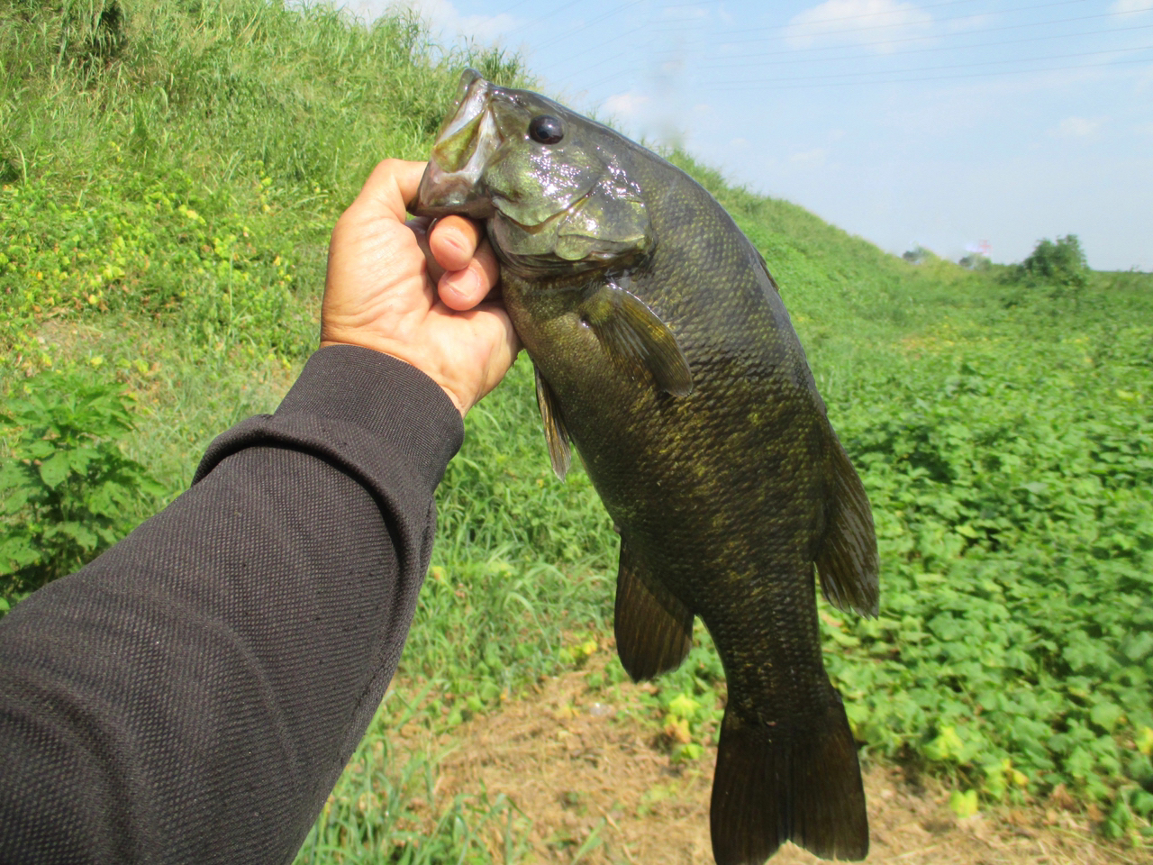 スモールマウスバス