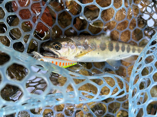 アマゴの釣果