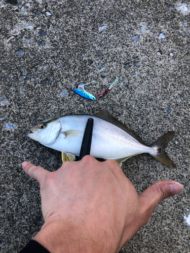 ショゴの釣果