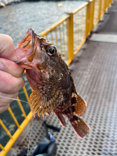 カサゴの釣果