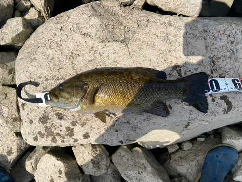 スモールマウスバスの釣果