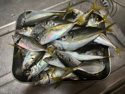 アジの釣果