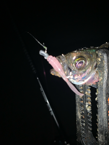 マアジの釣果