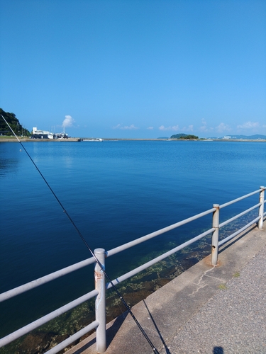 シロギスの釣果