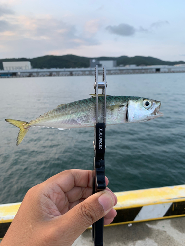 サバの釣果