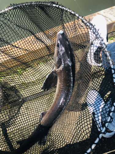 チョウザメの釣果