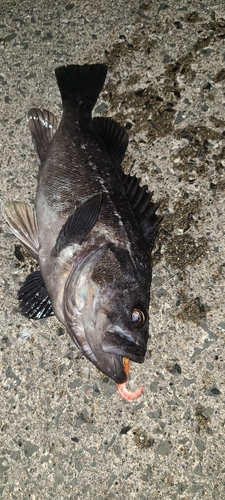 クロソイの釣果