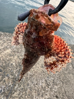 オニカサゴの釣果