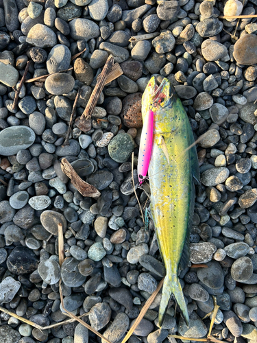 シイラの釣果