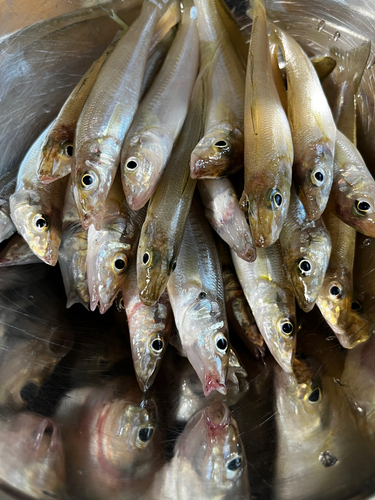 キスの釣果