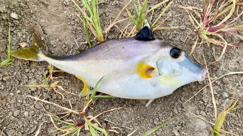 ギマの釣果