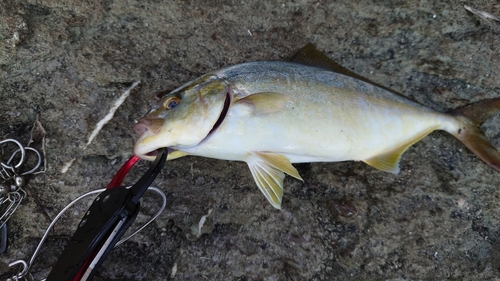 シオの釣果