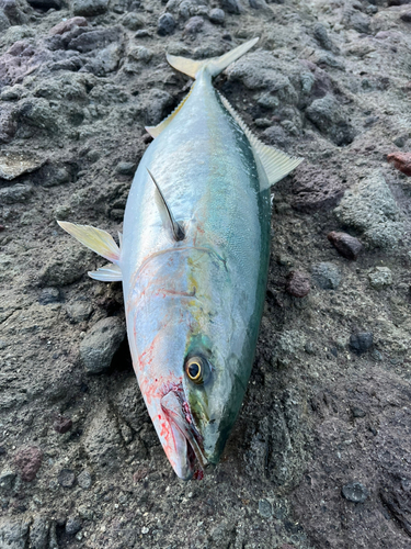 ブリの釣果