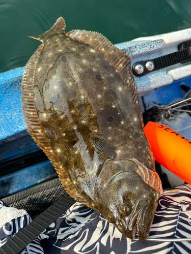 ヒラメの釣果