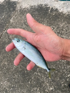 イナダの釣果