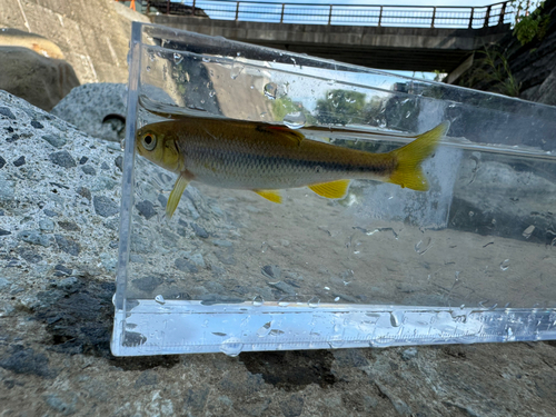 カワムツの釣果