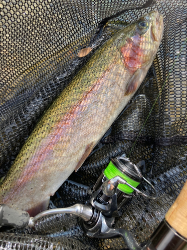 ニジマスの釣果