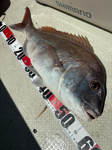 タイの釣果