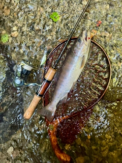 ヤマメの釣果