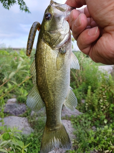 ラージマウスバスの釣果