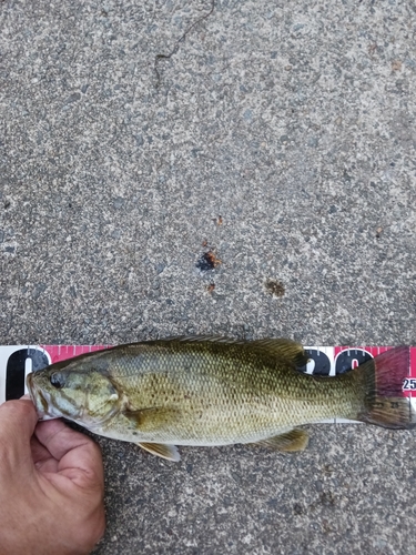 スモールマウスバスの釣果