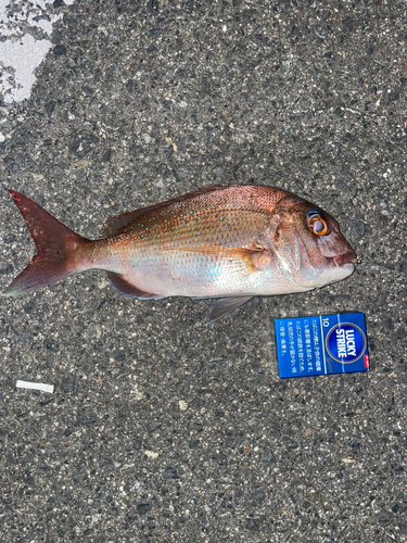 タイの釣果