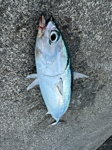 ソウダガツオの釣果