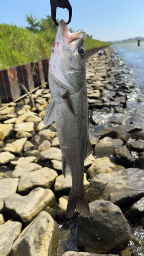 セイゴ（ヒラスズキ）の釣果