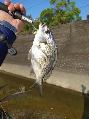 キビレの釣果