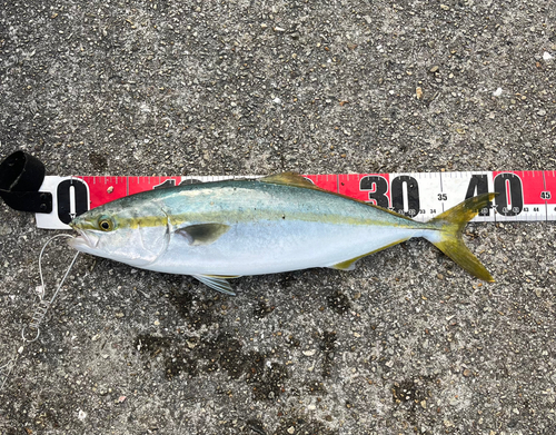 ハマチの釣果