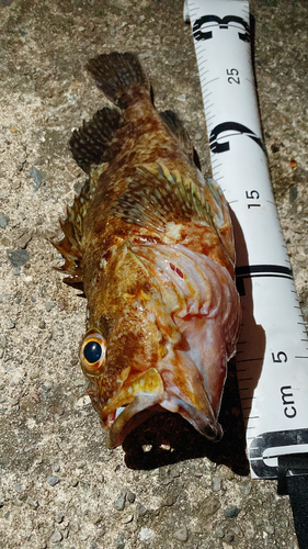 カサゴの釣果