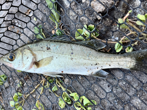 セイゴ（ヒラスズキ）の釣果