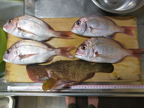 マダイの釣果