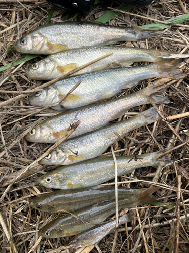 アブラハヤの釣果