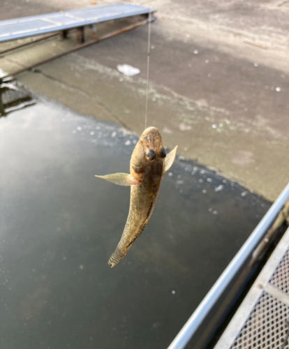 ハゼの釣果