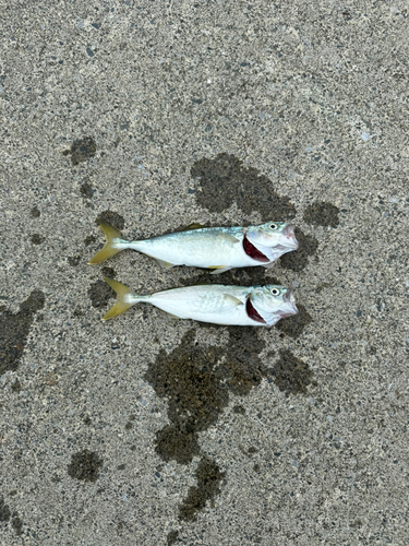 ワカシの釣果