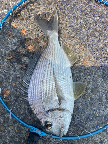 ヘダイの釣果