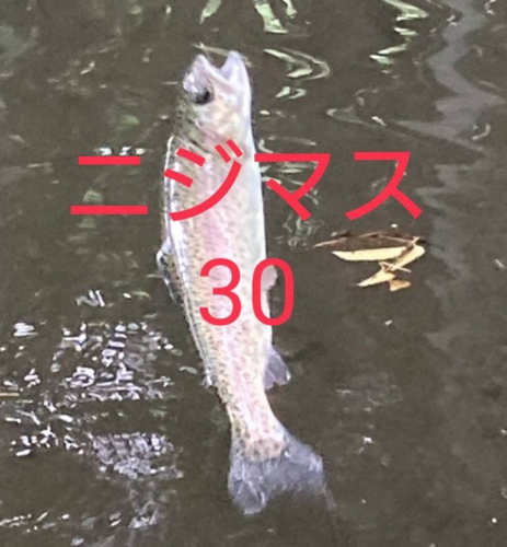 ニジマスの釣果