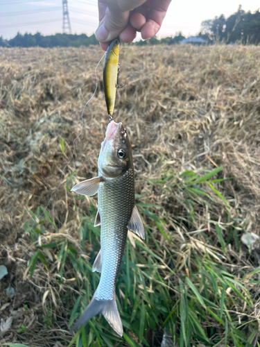 ニゴイの釣果