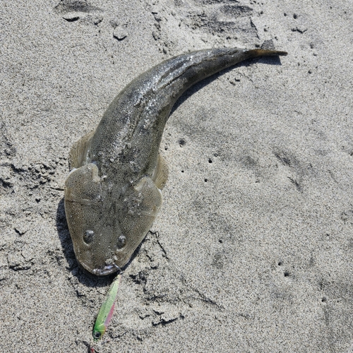 マゴチの釣果