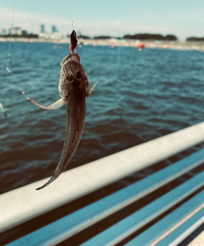 マハゼの釣果