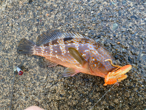 キジハタの釣果