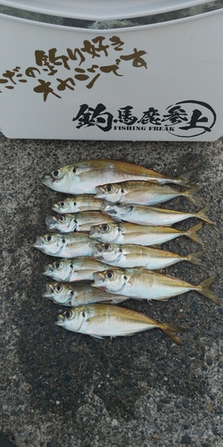 アジの釣果